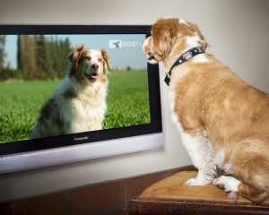 dog watching reality tv