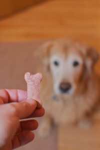 dog stays for treat