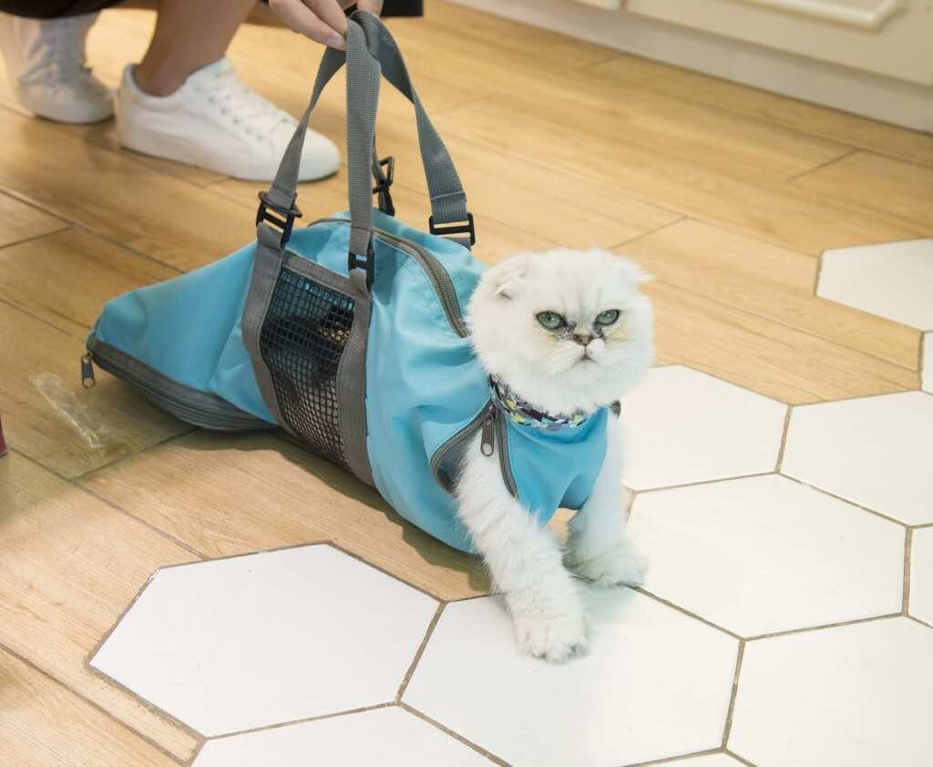 cat man bag