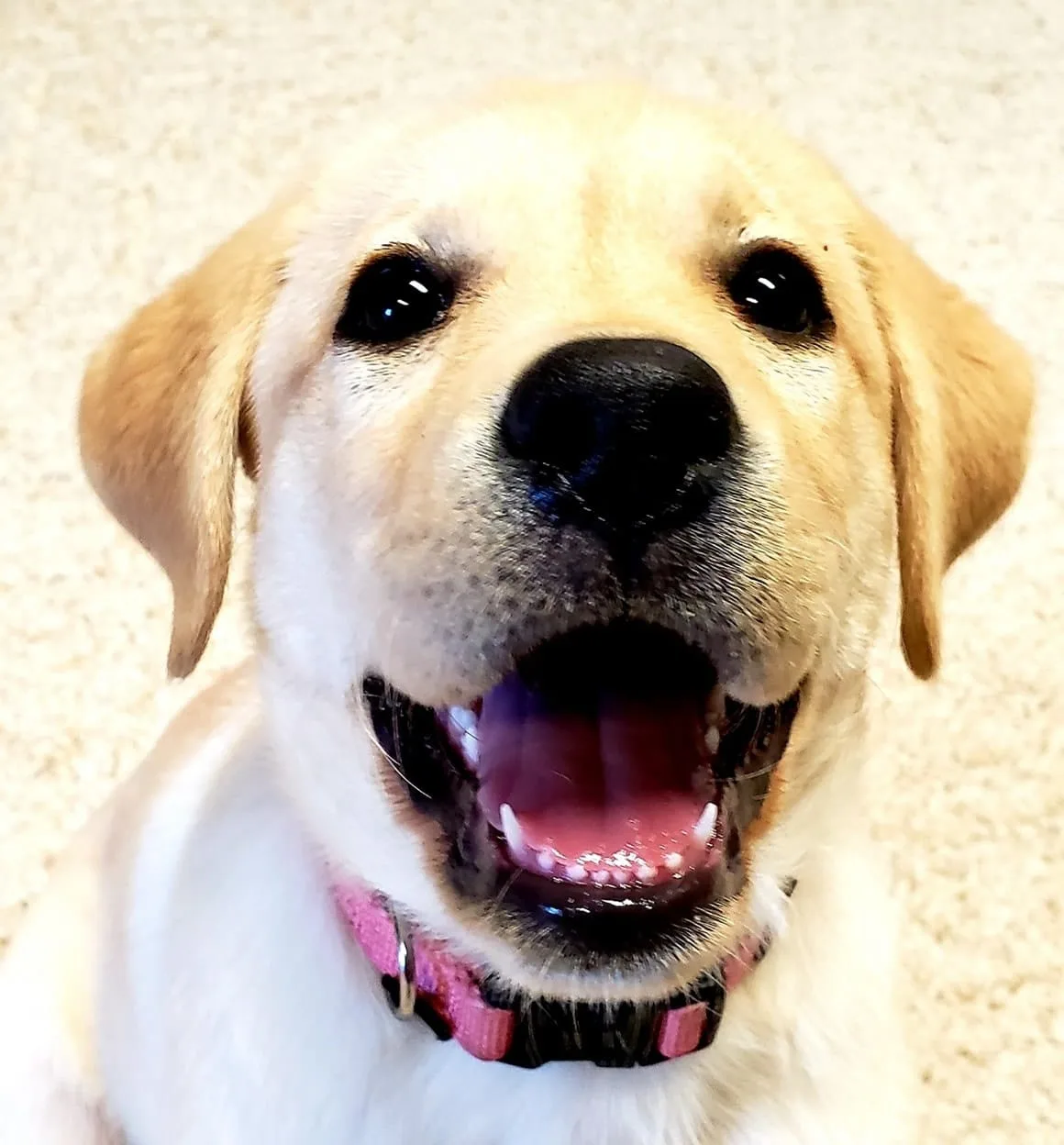 polite puppy sitting for camera